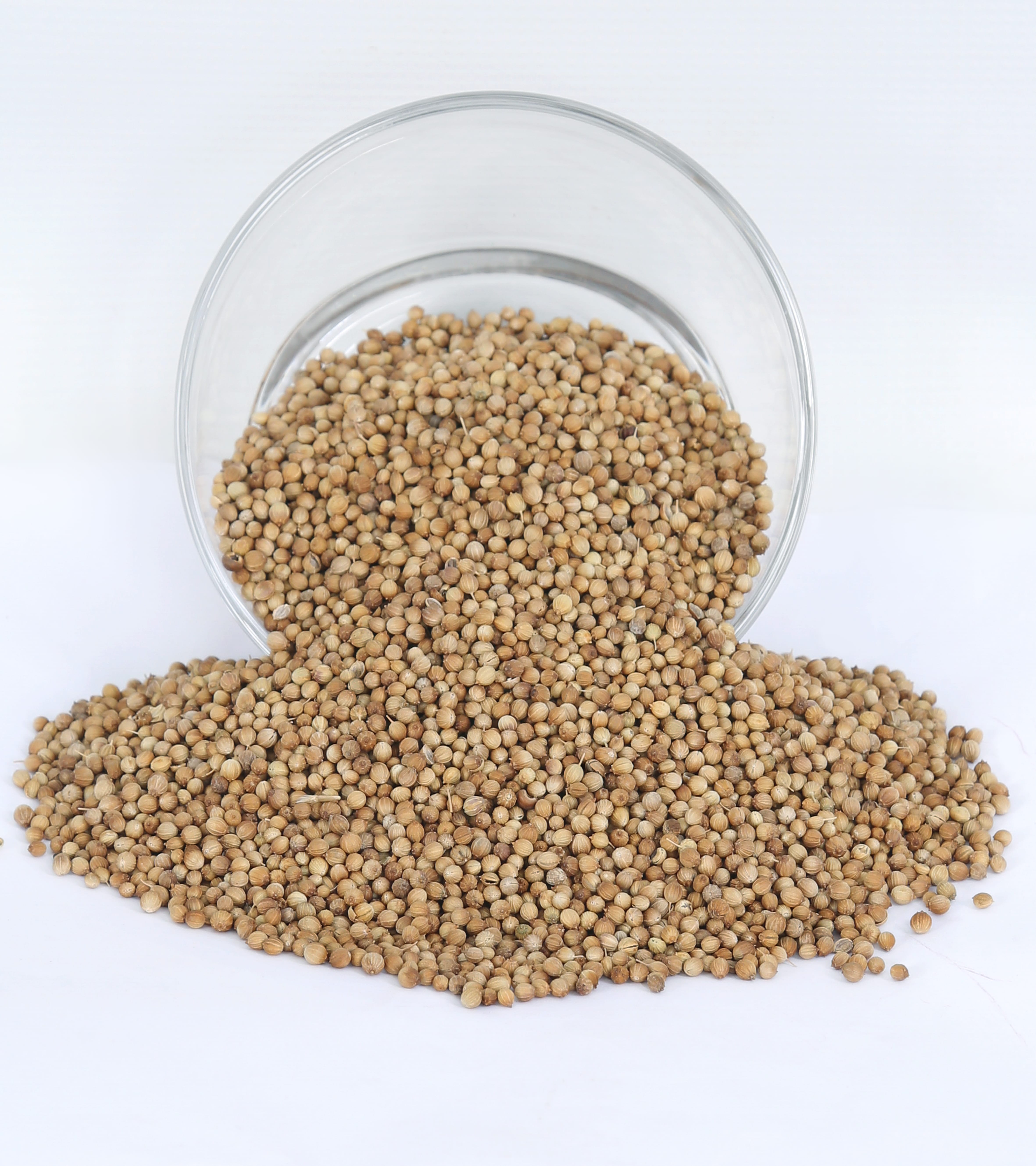 Coriander